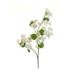 Hortenzia anomala ág 95cm - Krém