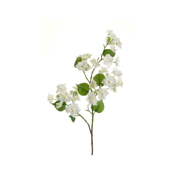 Hortenzia anomala ág 95cm - Krém
