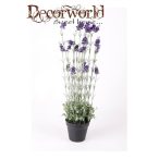 Levendula sötét kék 80cm cserépben