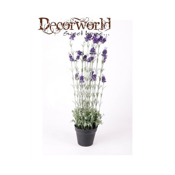 Levendula sötét kék 80cm cserépben