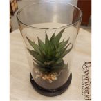 Aloevera üveghengerben 16x9cm