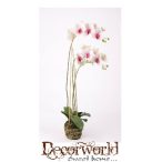 Phalaenopsis orchidea 80cm rózsaszín földgömb, gyökér