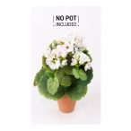 Geranium Bokor 25 cm - Fehér/rózsaszín