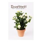 Rózsabokor Kordana 30cm krém (11cm agyag cserépben)