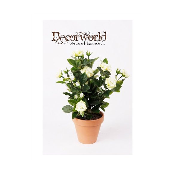 Rózsabokor Kordana 30cm krém (11cm agyag cserépben)