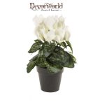 Ciklámen bokor 25cm krém (10cm műanyag cserépben)