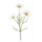 Anemone seed spray x3 65cm - Krém