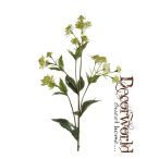 Astrantia ág zöld 78cm