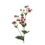 Astrantia ág 78cm - Rózsaszín