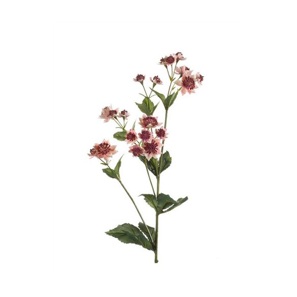 Astrantia ág 78cm - Rózsaszín