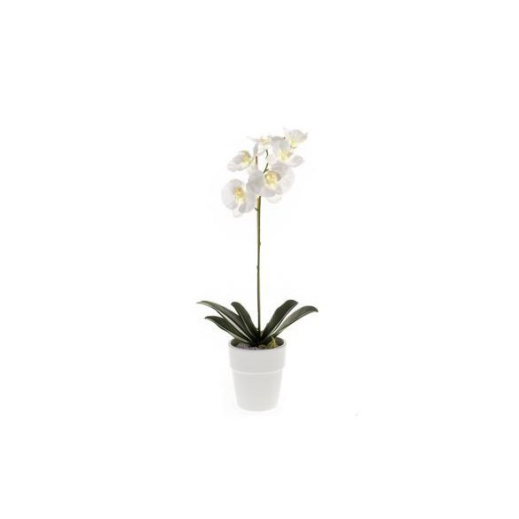 Phalaenopsis bokor 55cm - Fehér (fehér cserépben 12cm)