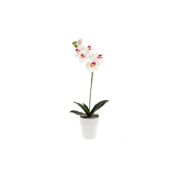 Phalaenopsis bokor 55cm fehér/beauty, fehér cserépben 12cm