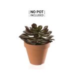 Echeveria plant 22cm burgundy