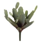 Zygocactus bush 27cm/10llevél - Zöld/barna