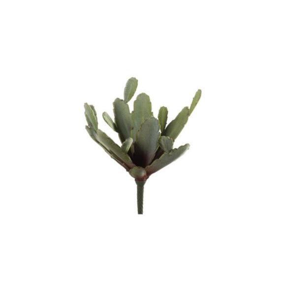 Zygocactus bush 27cm/10llevél - Zöld/barna