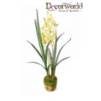 Cymbidium világoszöld 95cm mohás földgömbbel