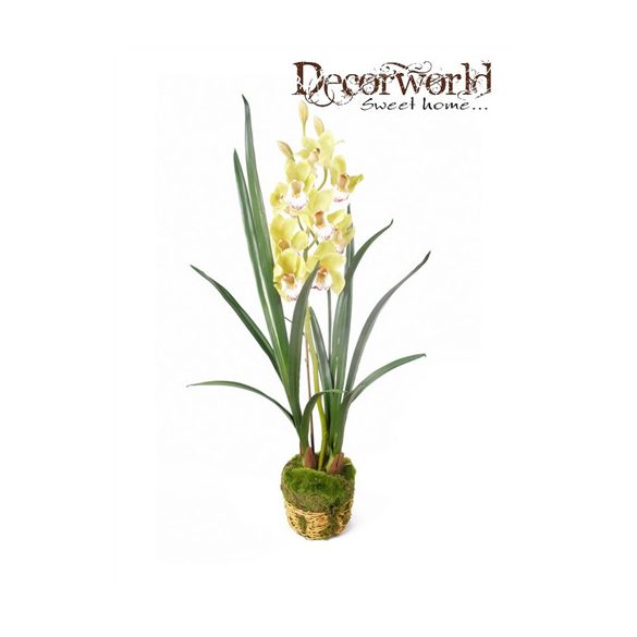 Cymbidium világoszöld 95cm mohás földgömbbel