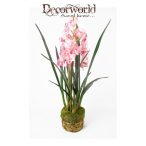   Cymbidium Orchidea sötét rózsaszní 100cm gyökeres földgömbbel