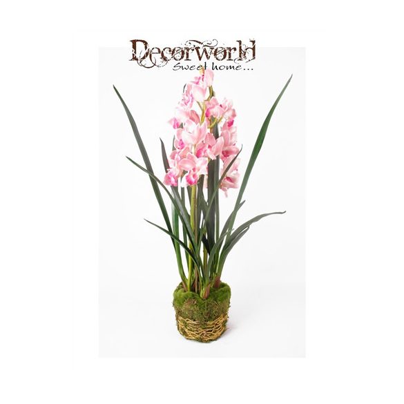 Cymbidium Orchidea sötét rózsaszní 100cm gyökeres földgömbbel