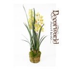   Cymbidium Orchidea világoszöld 100cm gyökeres földgömbbel