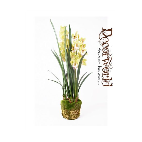 Cymbidium Orchidea világoszöld 100cm gyökeres földgömbbel