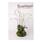   Phalaenopsis Orchidea sötét krém 75cm gyökeres földgömbbel