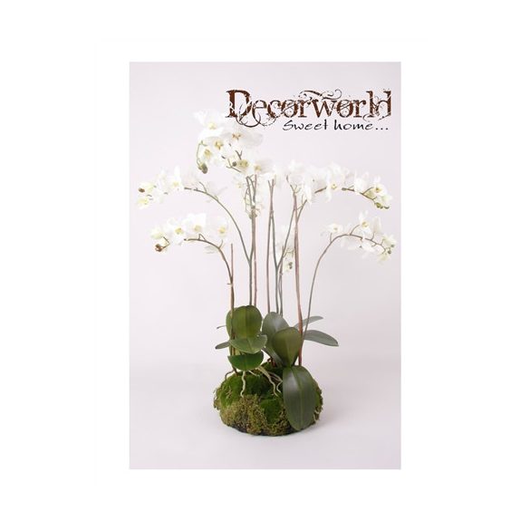 Phalaenopsis Orchidea sötét krém 75cm gyökeres földgömbbel