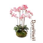  Phalaenopsis Orchidea sötét rózsaszín 75cm gyökeres földgömbbel