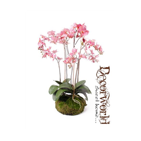 Phalaenopsis Orchidea sötét rózsaszín 75cm gyökeres földgömbbel