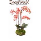   Phalaenopsis Orchidea antik rózsaszín 75cm gyökeres földgömbbel