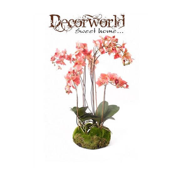 Phalaenopsis Orchidea antik rózsaszín 75cm gyökeres földgömbbel