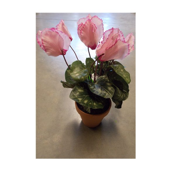 Ciklámen bokor 30cm rózsaszín (11cm agyag kaspóban)