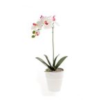   Phalaenopsis bokor 40cm fehér/beauty, fehér cserépben 10cm