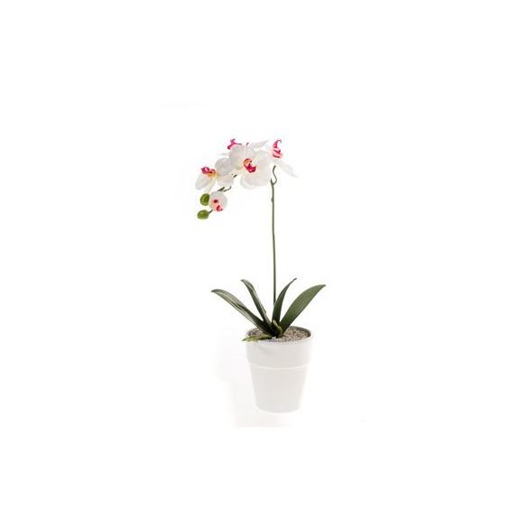 Phalaenopsis bokor 40cm fehér/beauty, fehér cserépben 10cm