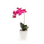 Phalaenopsis bokor 40cm beauty, fehér cserépben 10cm