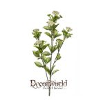 Verbéna bokor x4 70cm fehér