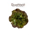 Fáskövirózsa bokor 18cm barna/zöld