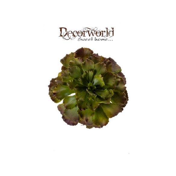 Fáskövirózsa bokor 18cm barna/zöld