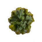 Echeveria bush 18cm - Zöld