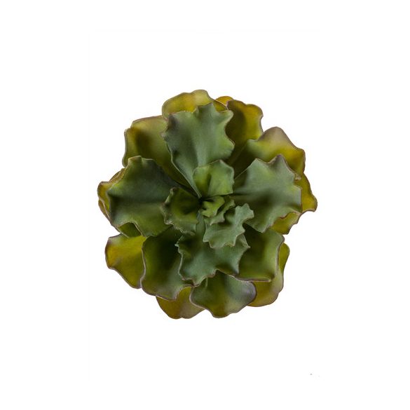 Echeveria bush 18cm - Zöld