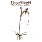 Paphiopedilum Orchidea lila/zöld 60cm