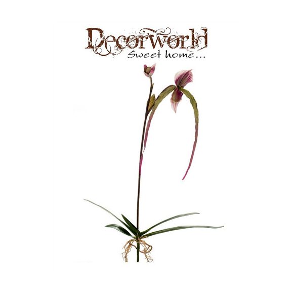 Paphiopedilum Orchidea lila/zöld 60cm