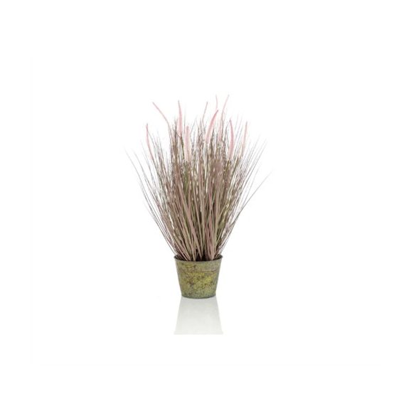 Pennisetum grass 58cm cserépben