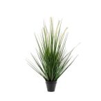 Alopecurus grass 120cm műanyag cserépben 15cm