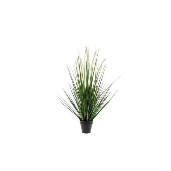 Alopecurus grass 120cm műanyag cserépben 15cm
