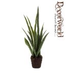 Anyósnyelv 80cm 15 levél