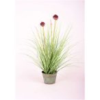   Hagymavirág Fű virágok 53cm világos lila cink cserép 12cm