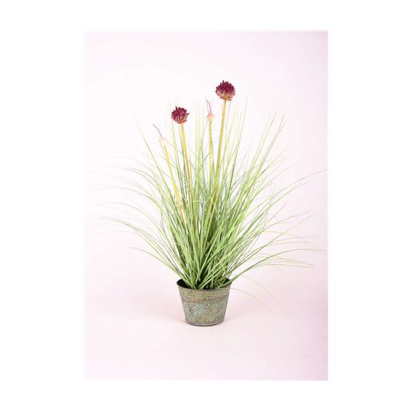 Hagymavirág Fű virágok 53cm világos lila cink cserép 12cm