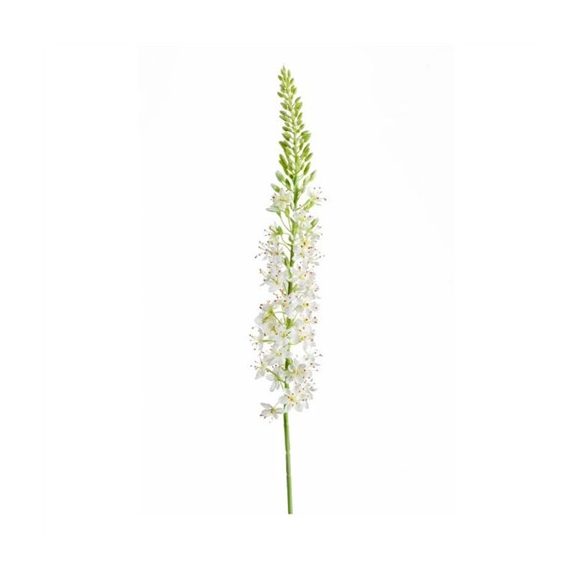 Eremurus spray 105cm - Krém