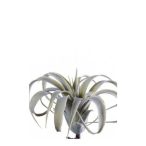 Tillandsia cites 15cm -Szürke